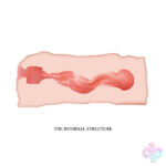 Pretty Love Sex Toys - Crazy Bull Masturbator Sleeve - Jane