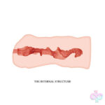 Pretty Love Sex Toys - Crazy Bull Masturbator Sleeve - Linda